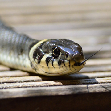 How about a snake pet